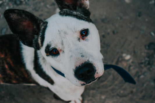 Are Electric Shock Dog Collars Illegal? Safe Alternatives That Actually Work