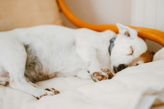 How Long Is a Dog Pregnant?