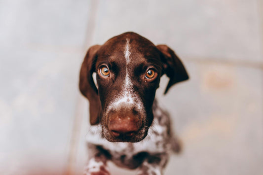 Can dogs have autism?