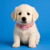 Cute/Puppy Dog Collar