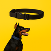 Training Collar
