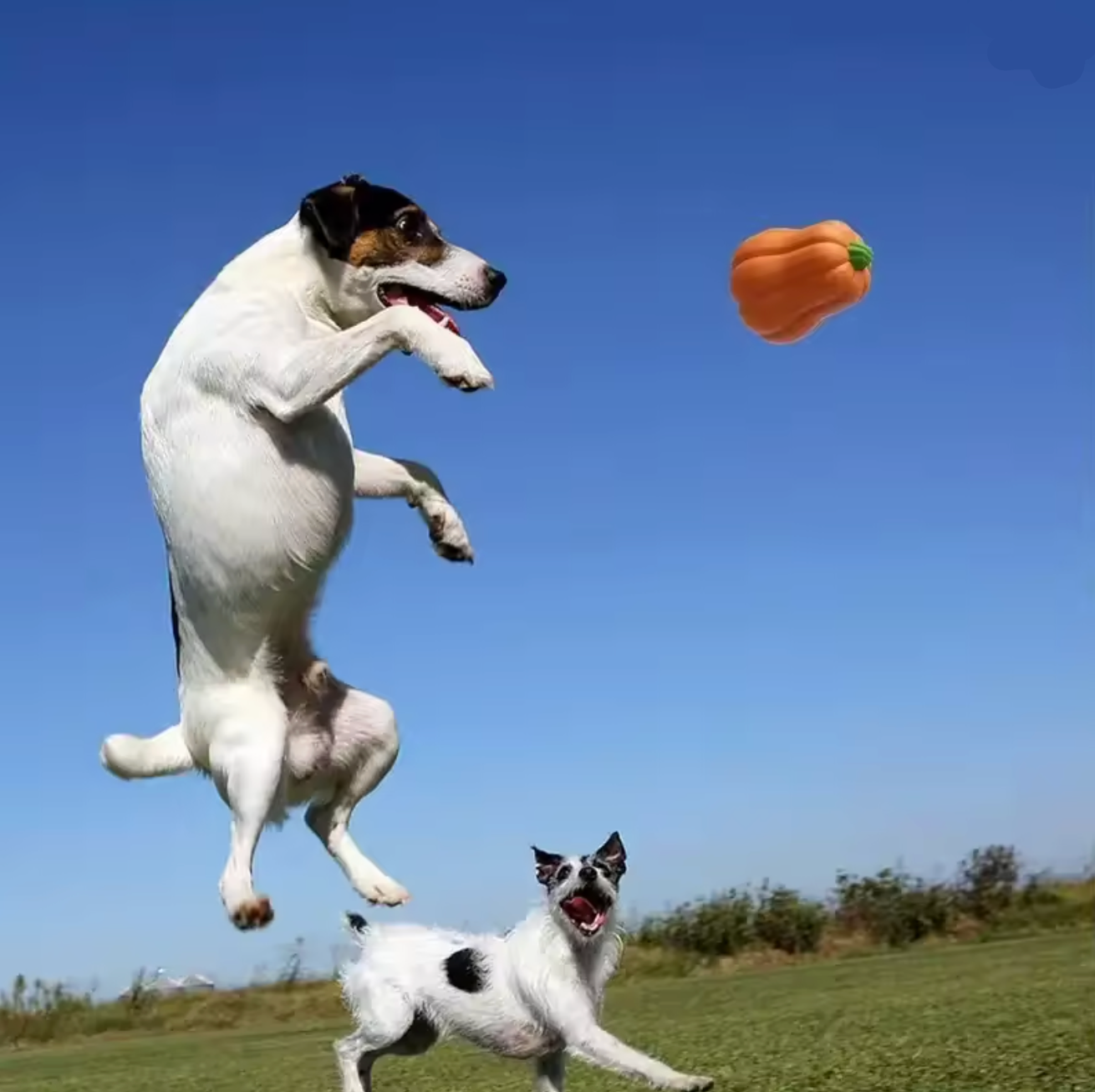 Halloween Dog Toy – Big Pumpkin Squeaky Chew Toy