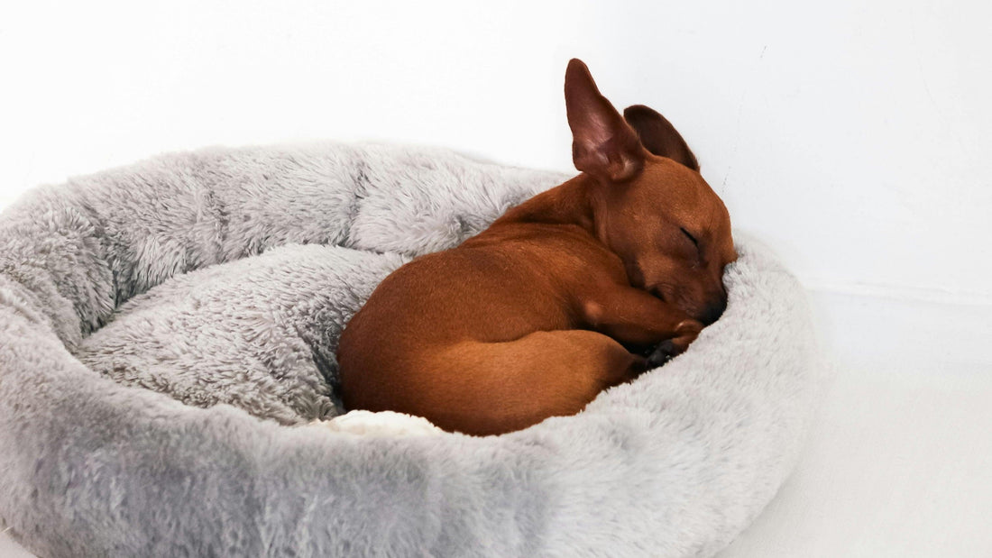 Are Orthopedic Dog Beds Worth It?