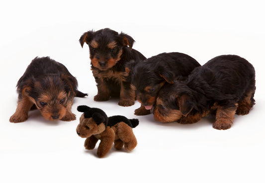 Do Puppy Heartbeat Toys Really Help?
