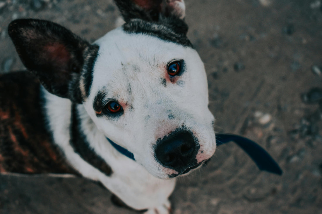 Are Electric Shock Dog Collars Illegal? Safe Alternatives That Actually Work