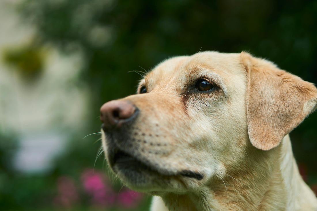 Labrador Retriever 101: Everything You Need to Know