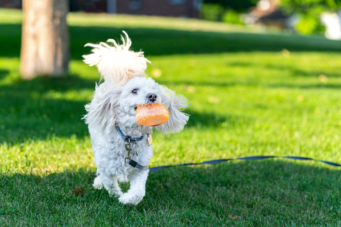 Why Do Dogs Love Squeaky Toys So Much?