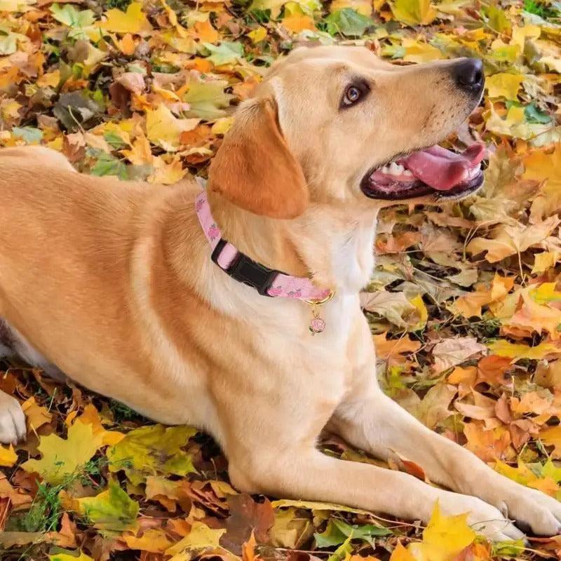 Adjustable Fruit Print Dog Collar with Cute Charm Tag