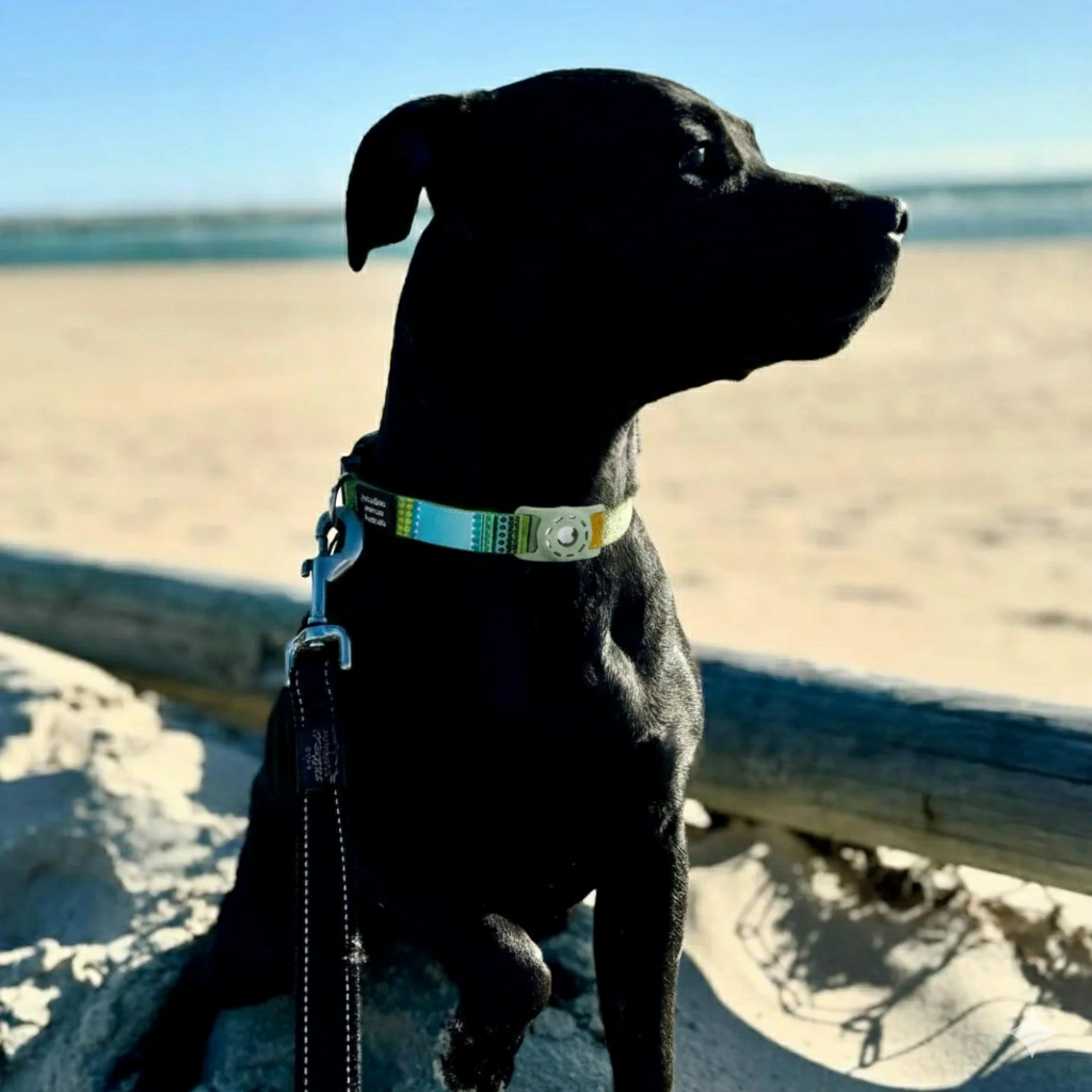 Air Tag Dog Collar with Secure Reflective Holder