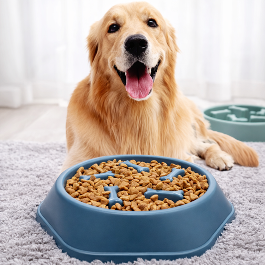 Anti-Gulp Slow Feeder Dog Bowl