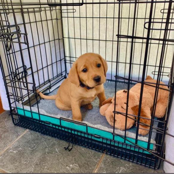 Calming Heartbeat Plush Toy for Puppies