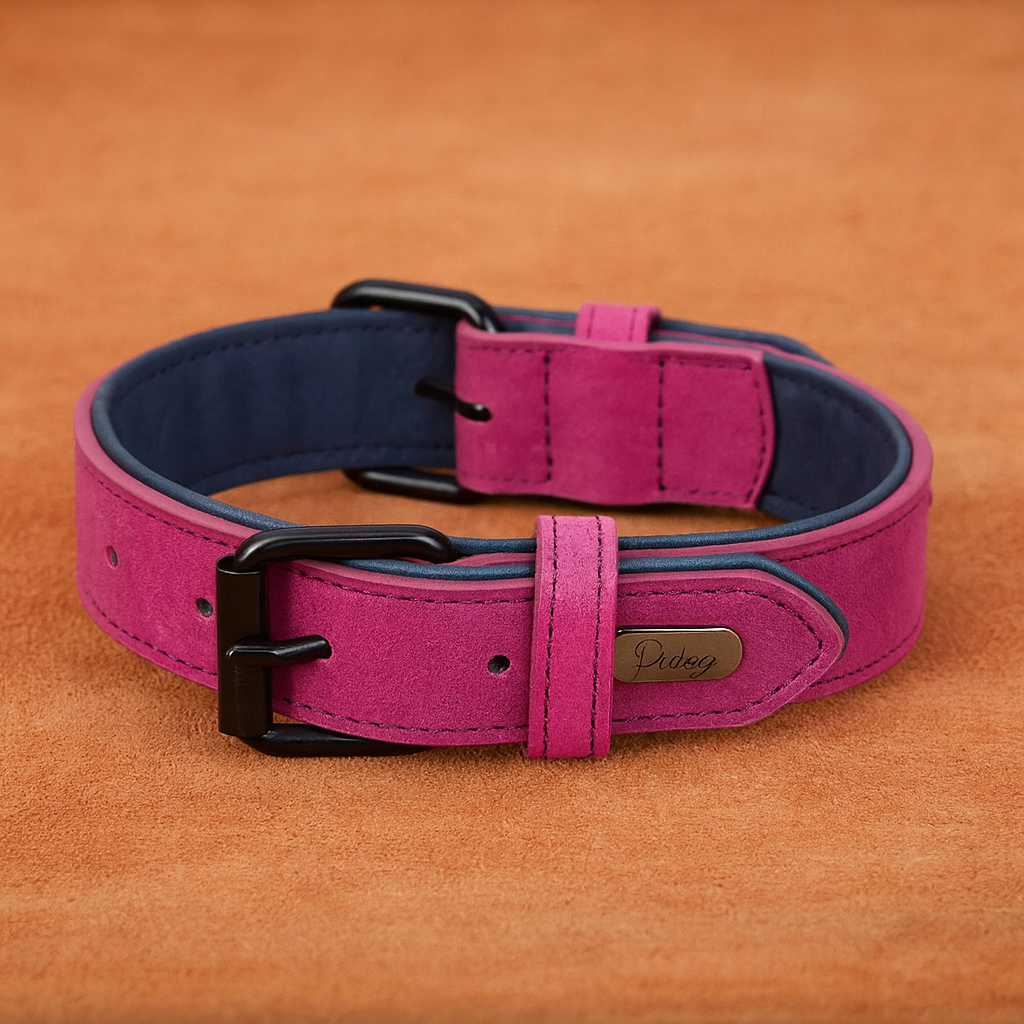 Padded Leather Dog Collar for Strong Breeds