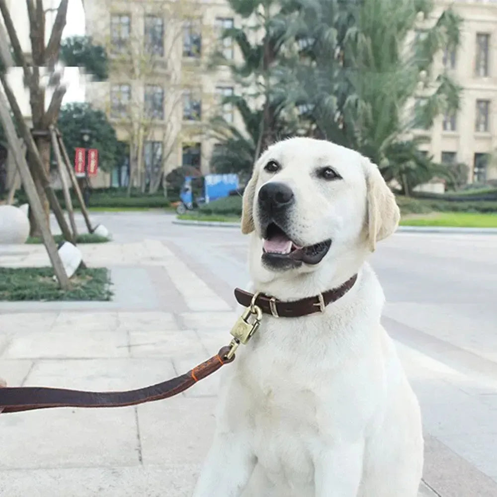 Genuine Leather Dog Collar