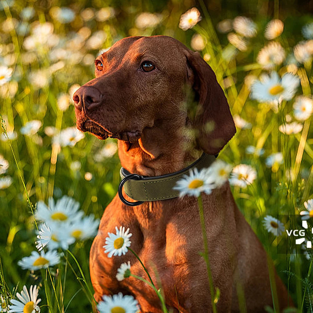 Padded Leather Dog Collar for Strong Breeds