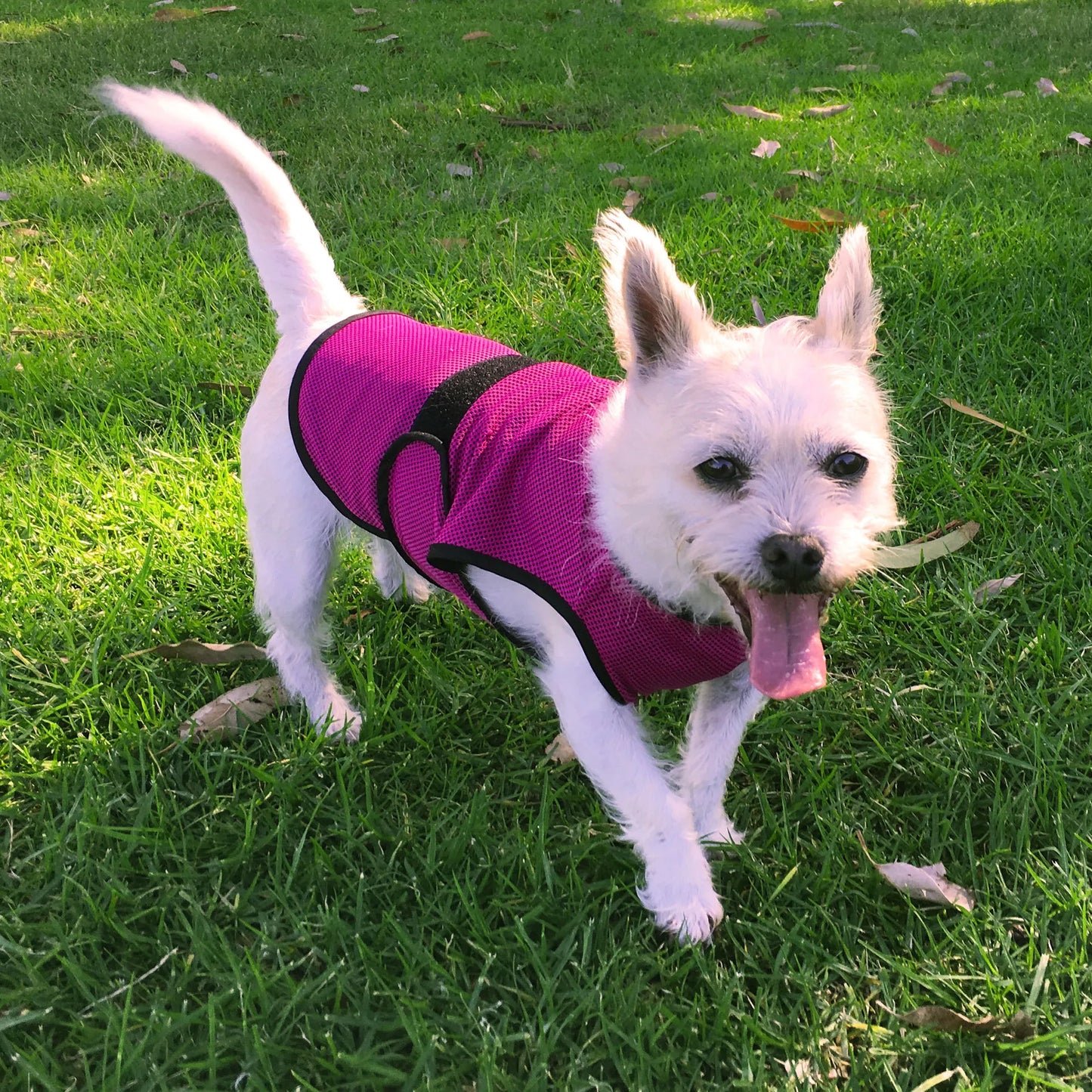 Dog Cooling Sun Protective Coat