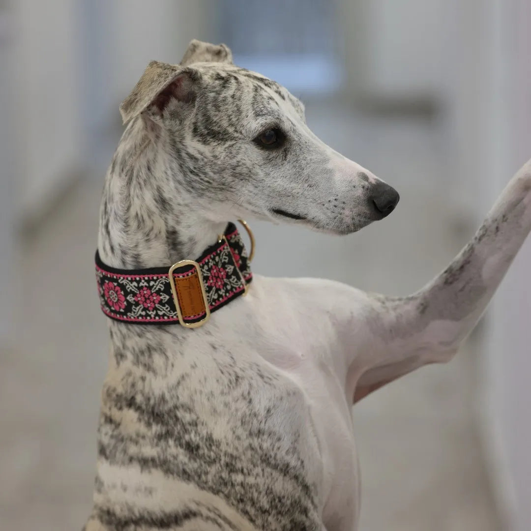 Martingale Dog Collar | Greyhound Whippet Wide Fit Pro