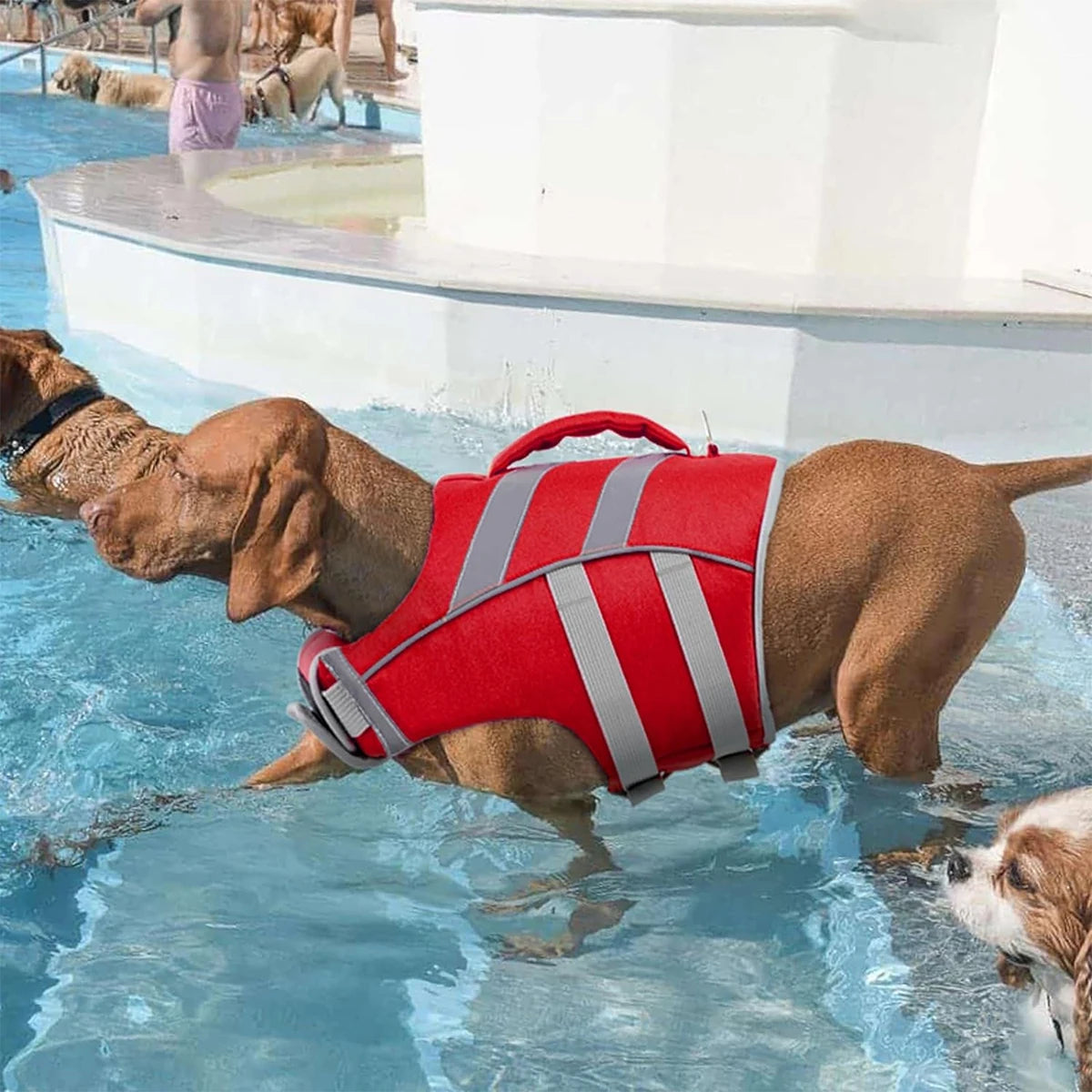 Premium Dog Life Jacket