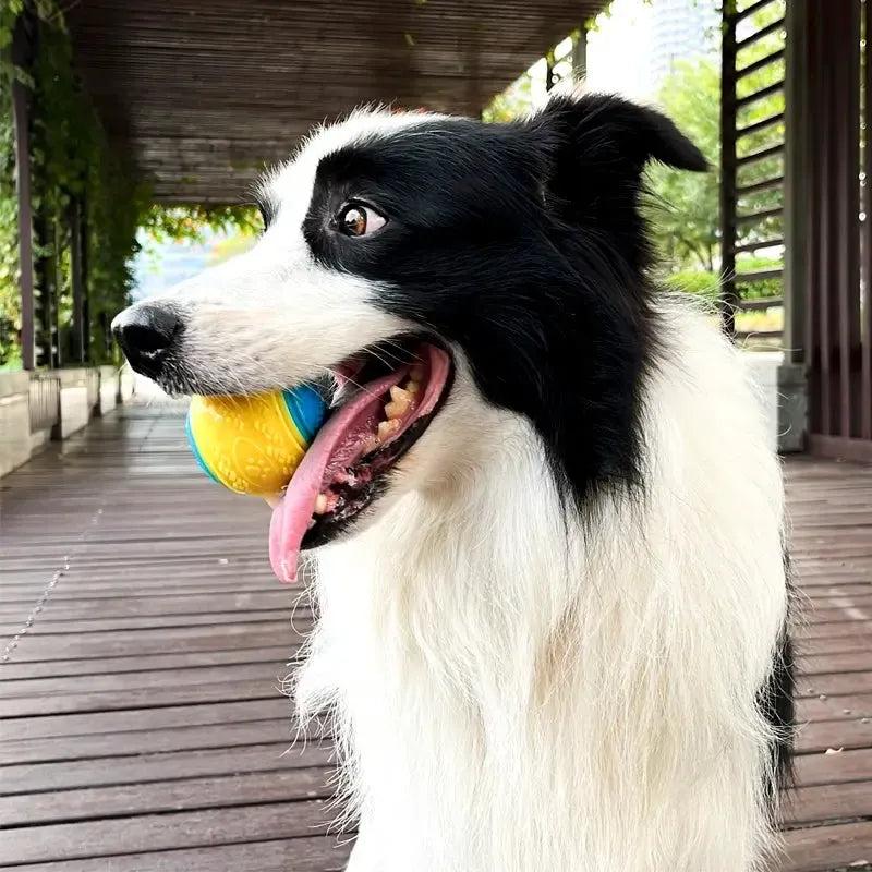 Squeaky Premium Rubber Balls for Dogs