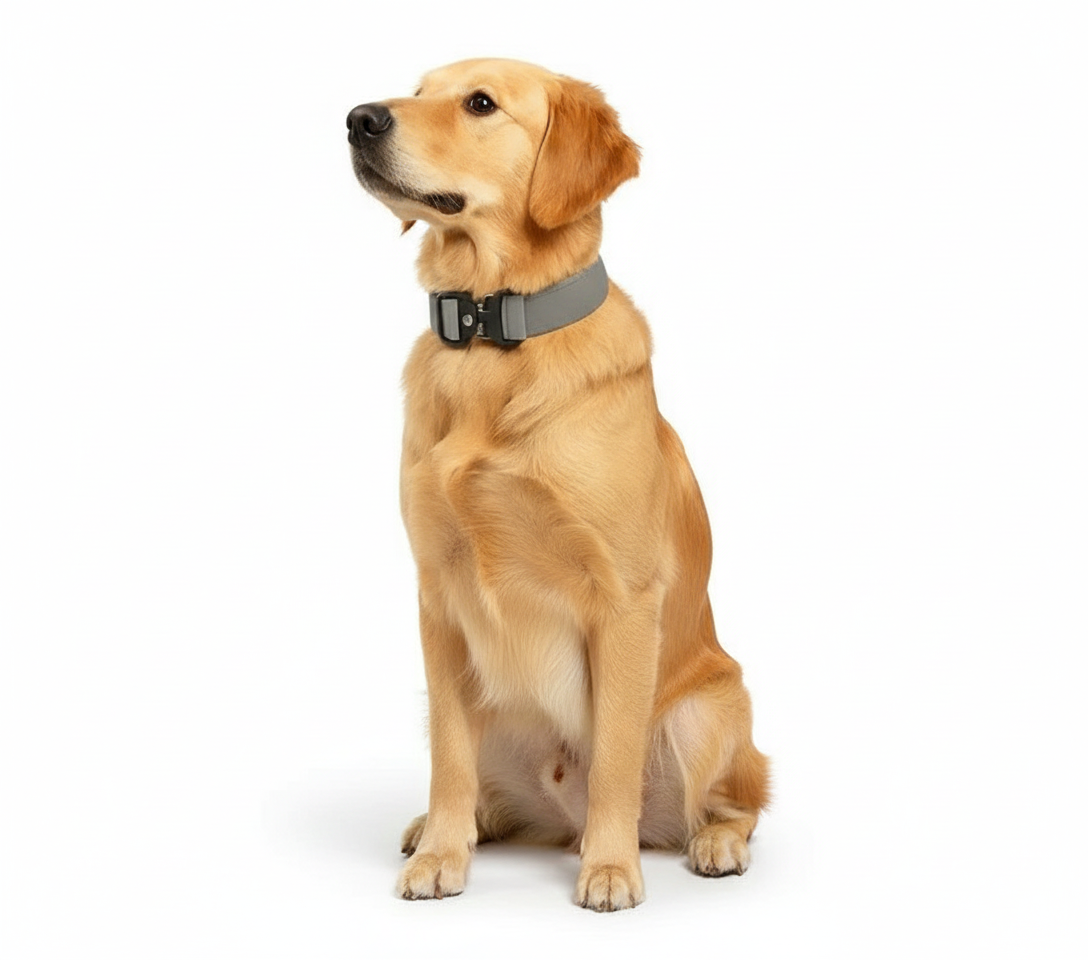 Tactical Dog Collar with Handle & Metal Buckle