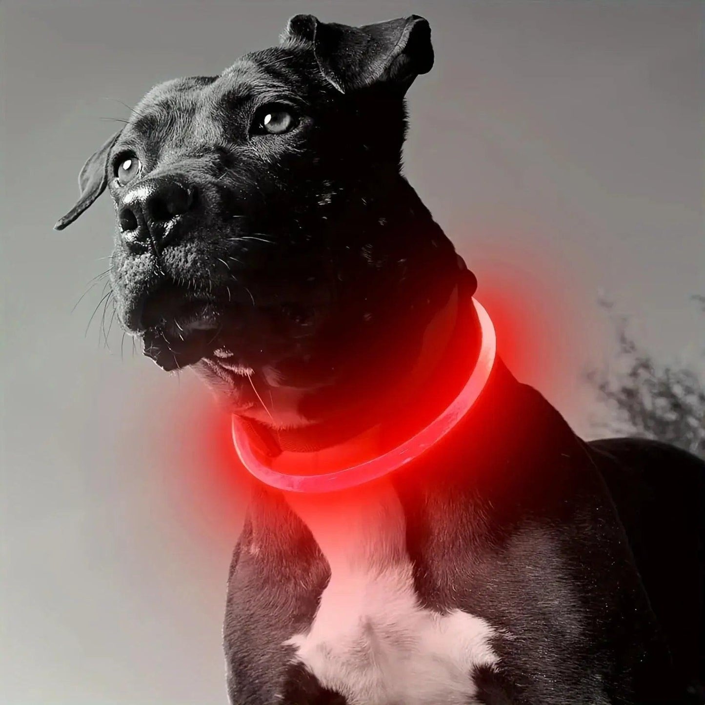 USB Rechargeable LED Dog Collar – Adjustable Glow & Cut-to-Fit