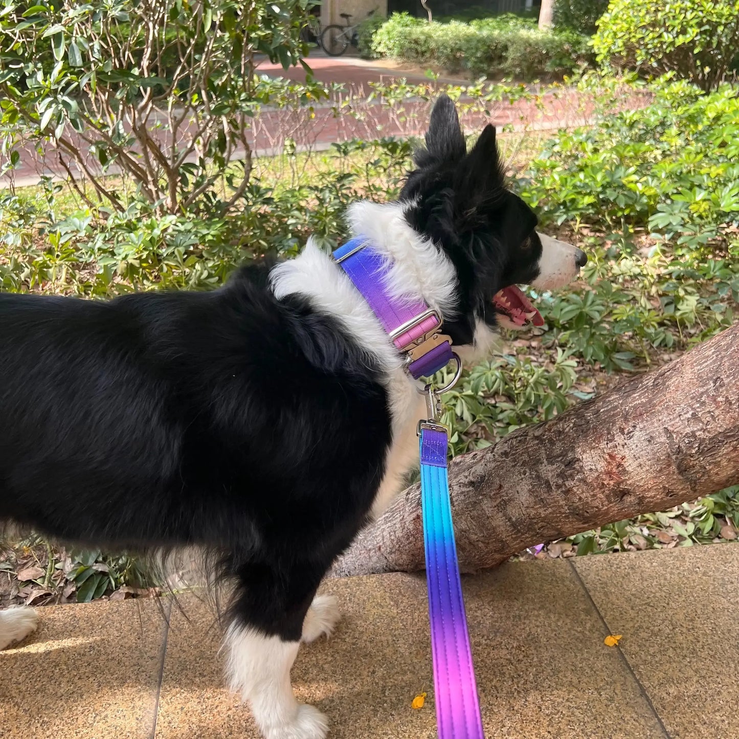 XL Galaxy Tactical Dog Collar and Leash Set | 5cm Wide for Large Dogs