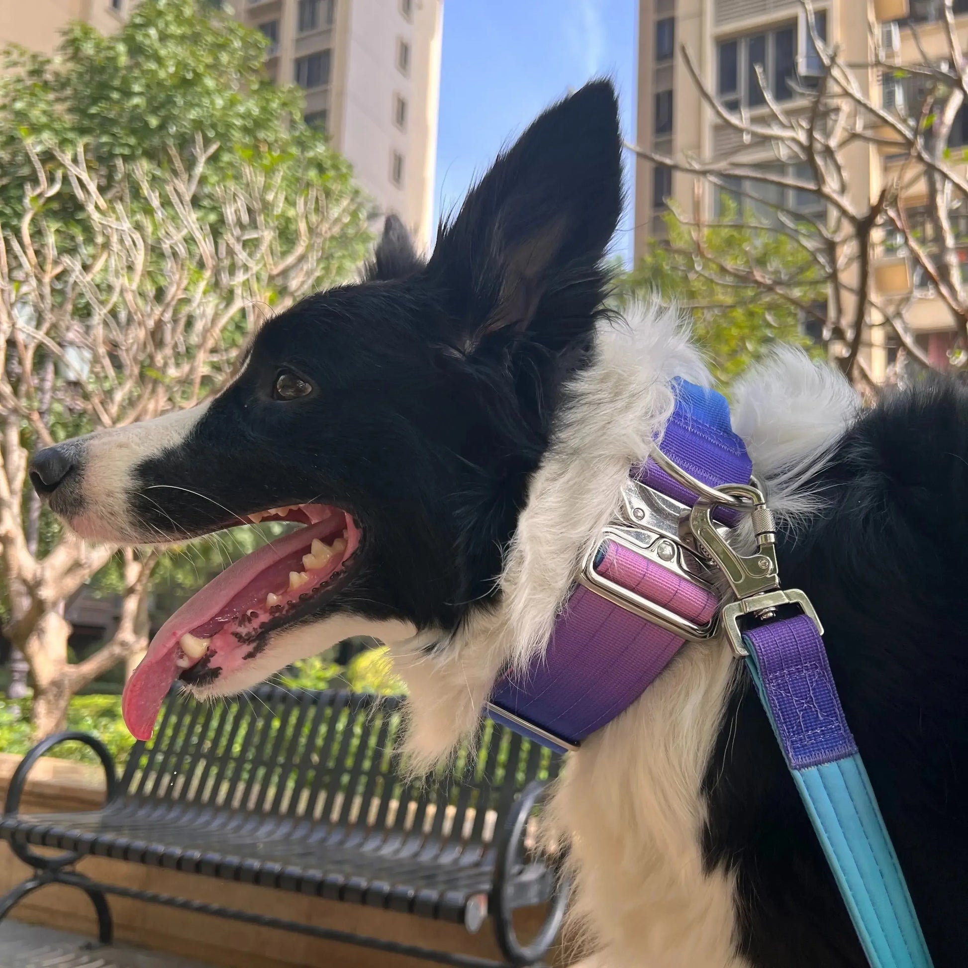 XL Galaxy Tactical Dog Collar and Leash Set | 5cm Wide for Large Dogs