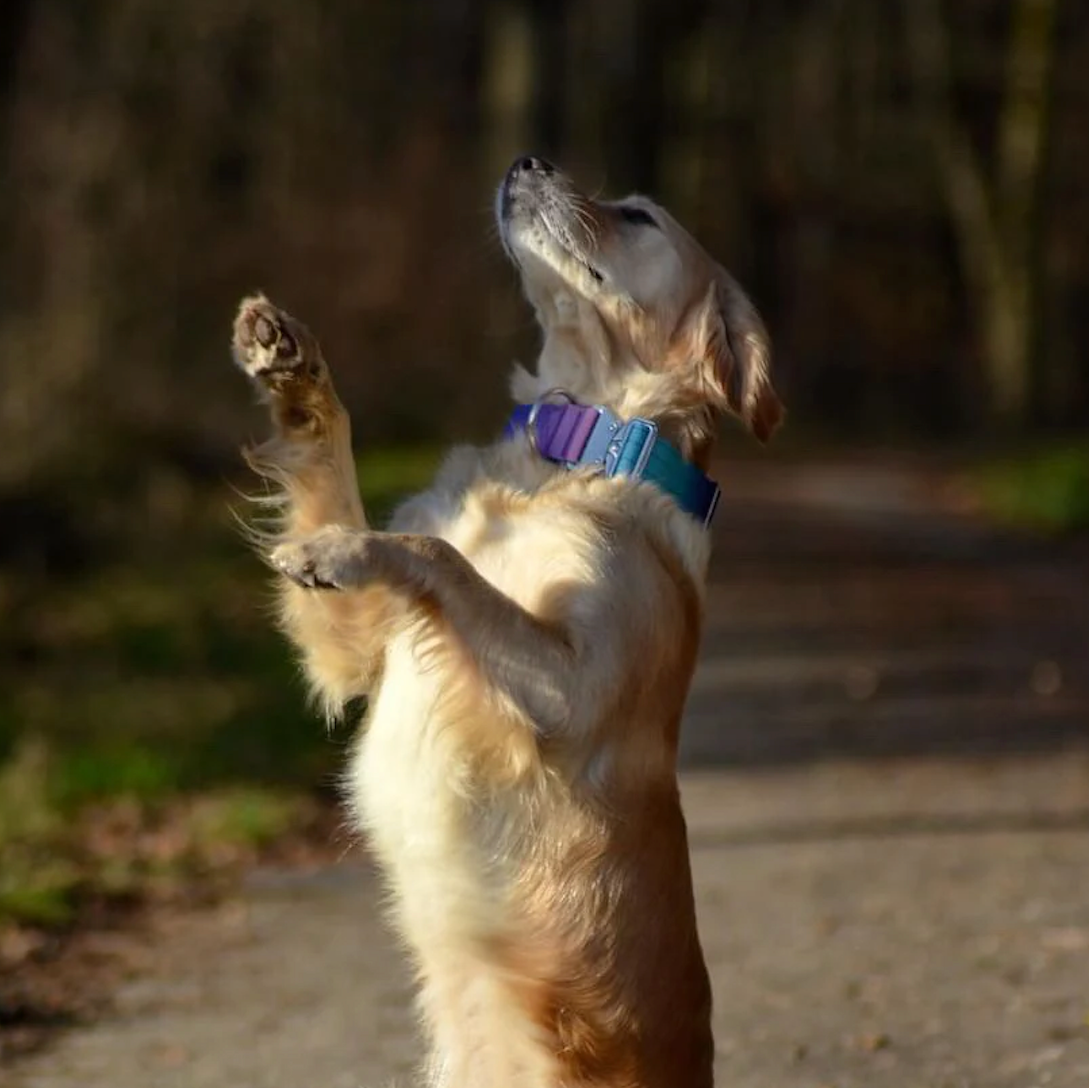 XL Galaxy Tactical Dog Collar and Leash Set | 5cm Wide for Large Dogs