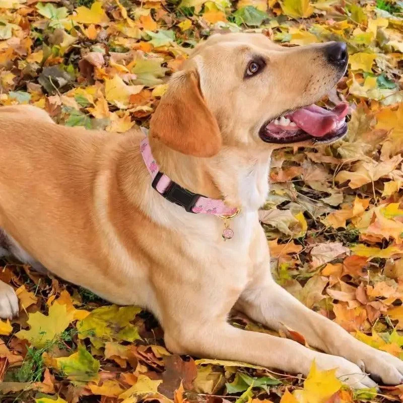 Adjustable Fruit Print Dog Collar with Cute Charm Tag 4