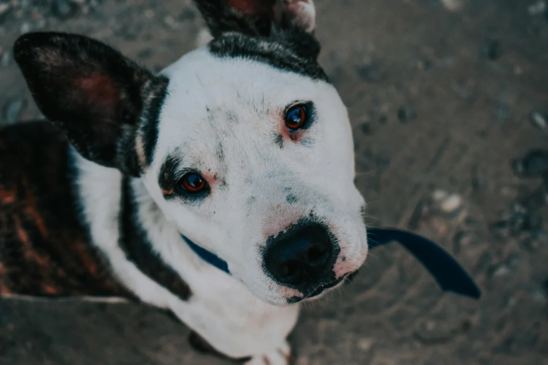 Are Electric Shock Dog Collars Illegal? Safe Alternatives That Actually Work