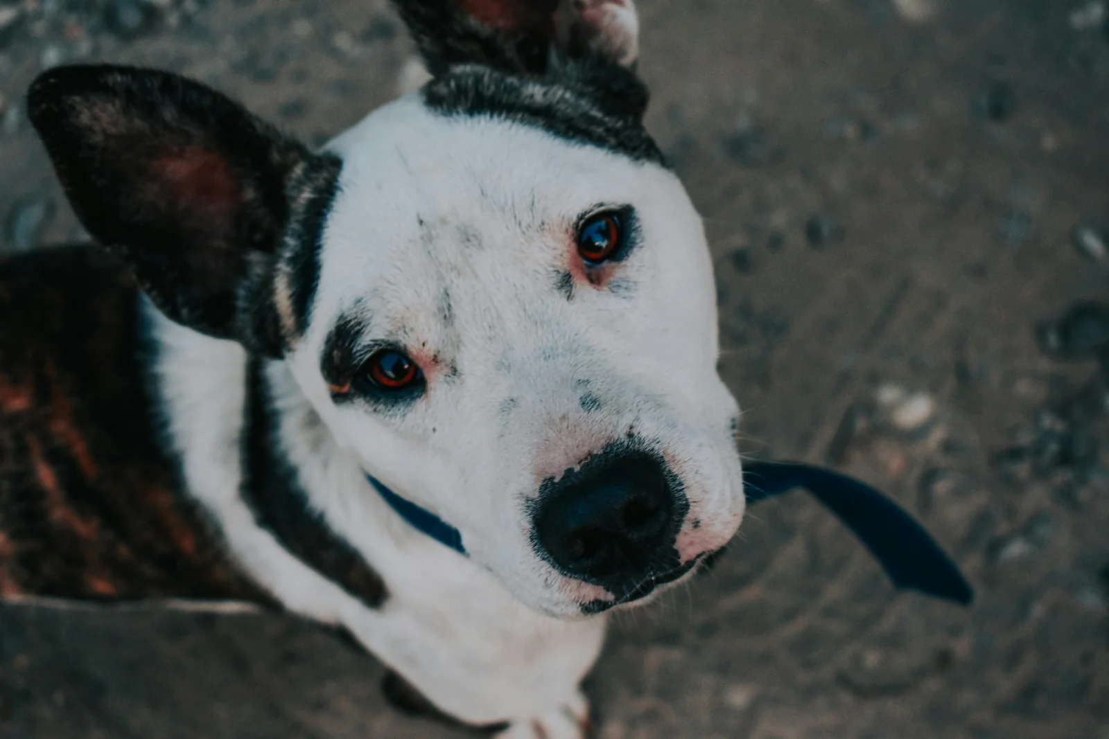 Are Electric Shock Dog Collars Illegal? Safe Alternatives That Actually Work