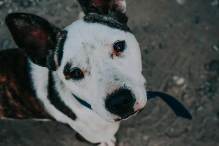 Are Electric Shock Dog Collars Illegal? Safe Alternatives That Actually Work