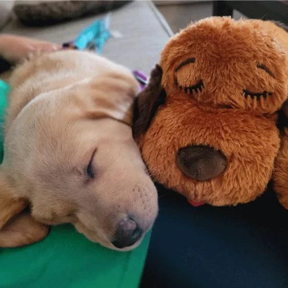 Calming Heartbeat Plush Toy for Puppies 3