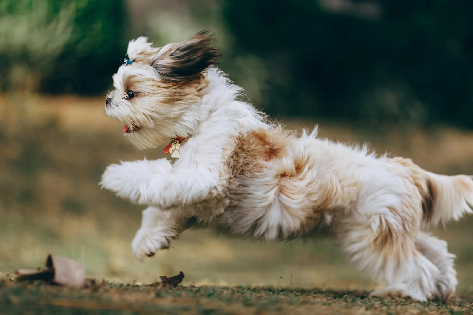 Can Dogs Have ADHD?