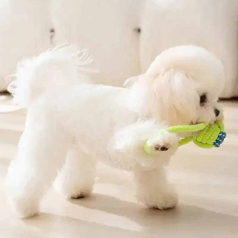 Colourful Dog Chew Toy Set for Dental Health and Play 6