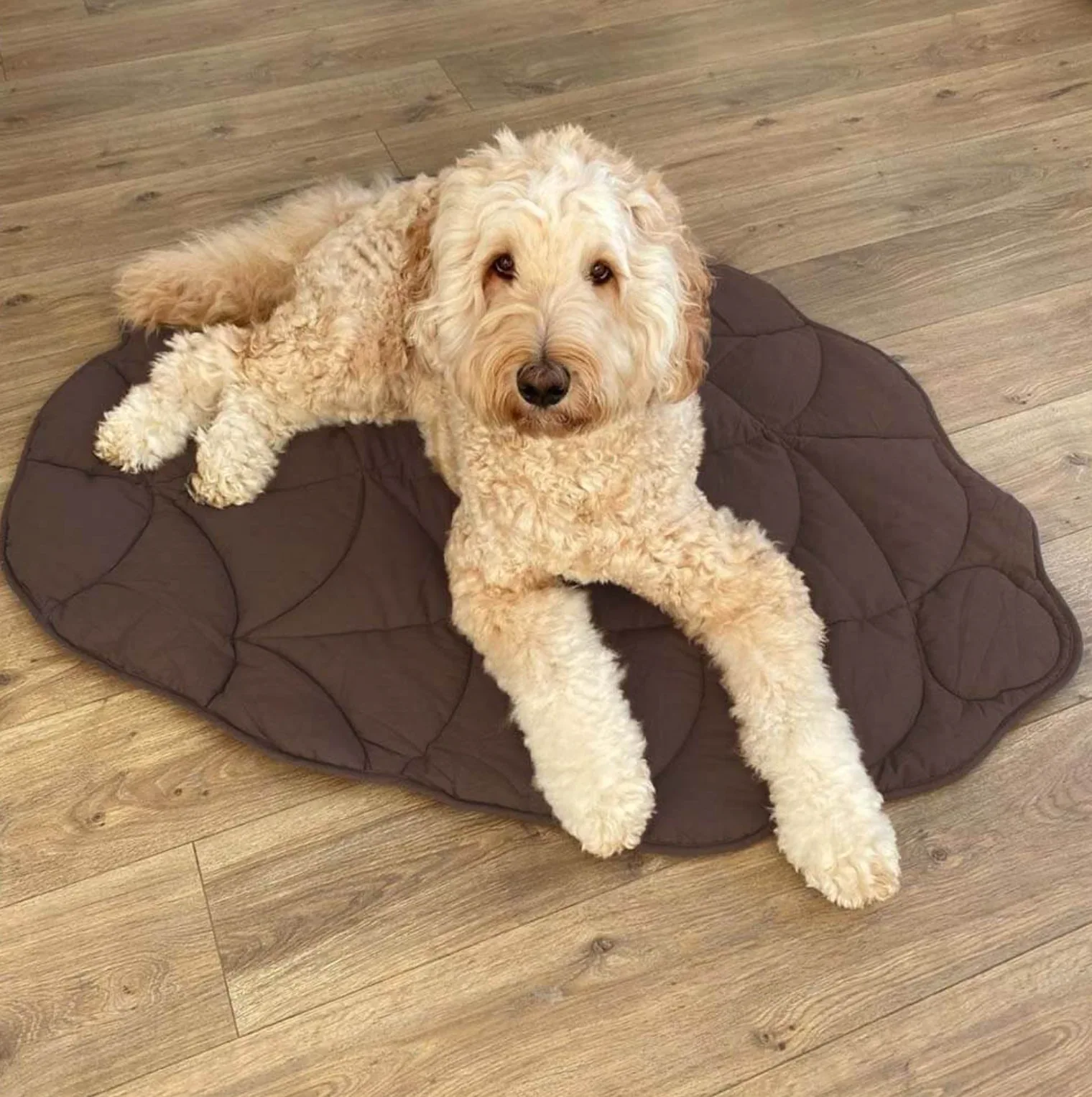 Cooling Leaf Summer Dog Mat 3