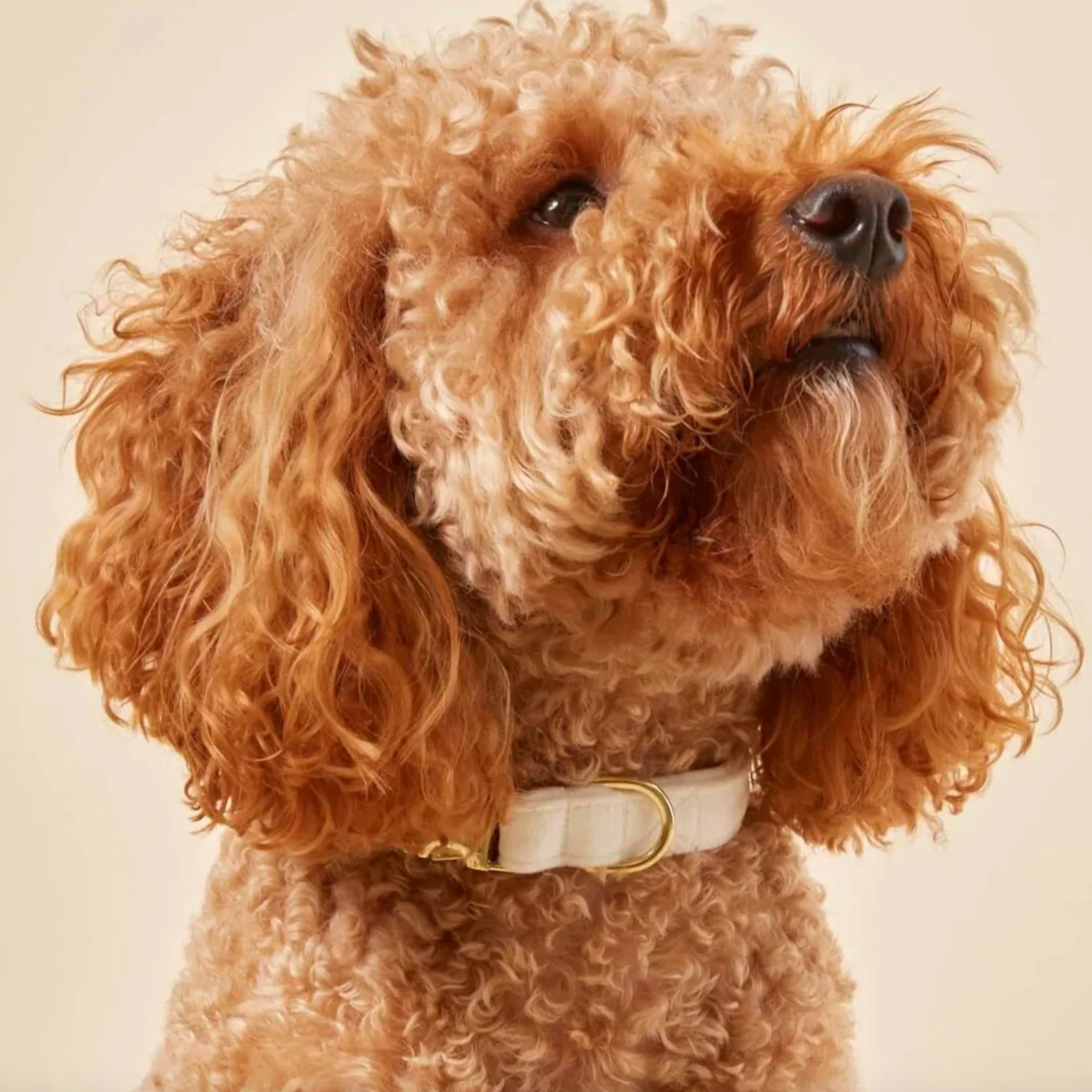 Cream Velvet Dog Collar 3