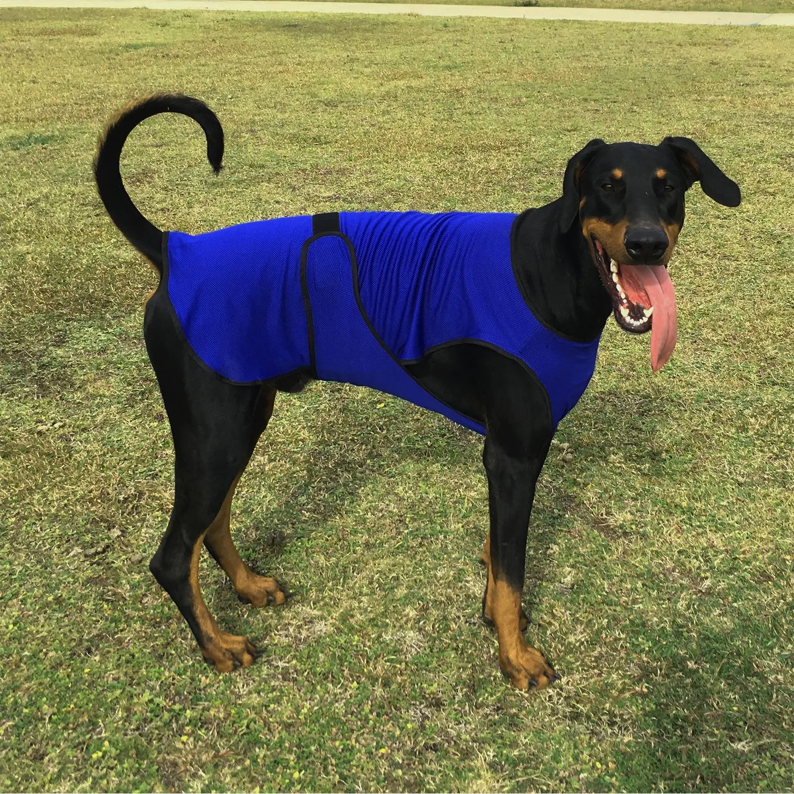 Dog Cooling Sun Protective Coat 5