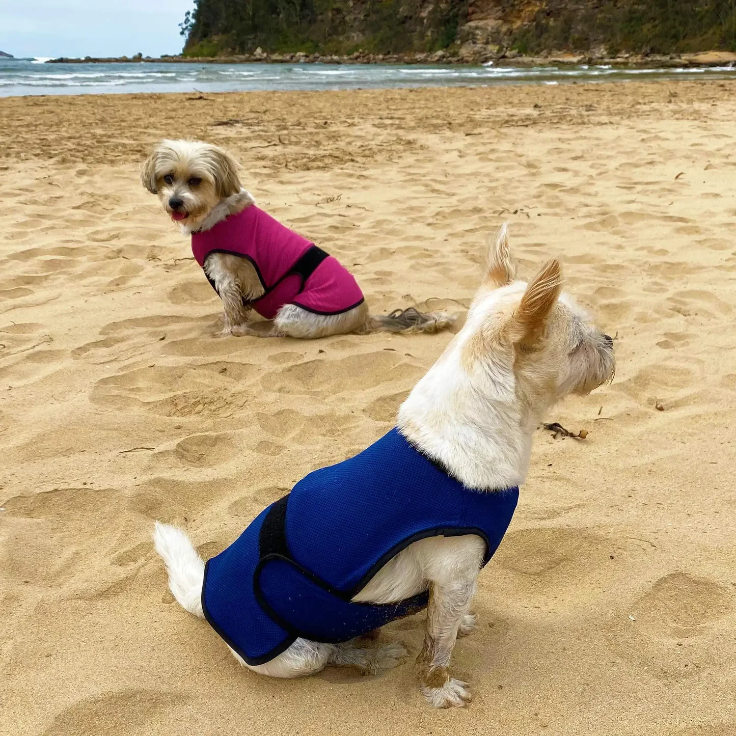 Dog Cooling Sun Protective Coat