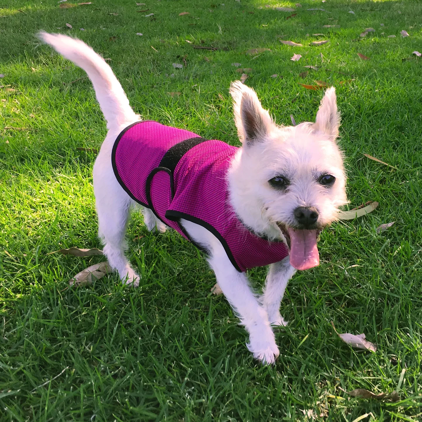 Dog Cooling Sun Protective Coat