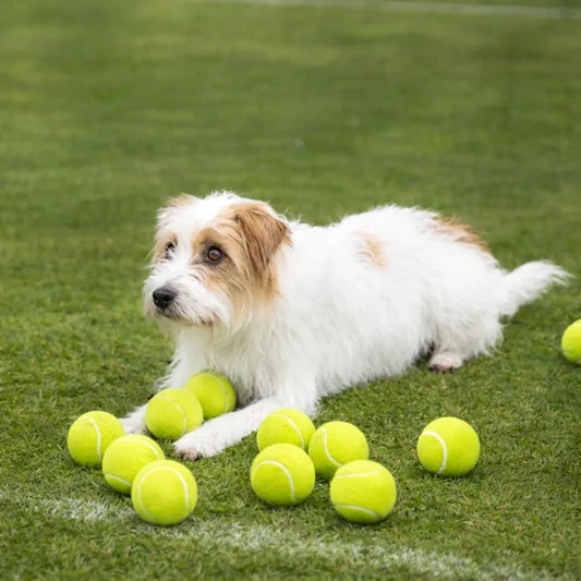 Dog Tennis Balls alternate view