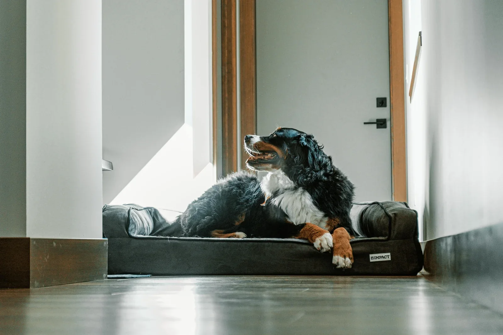 Flat, Bolster or Donut? Picking the Right Support