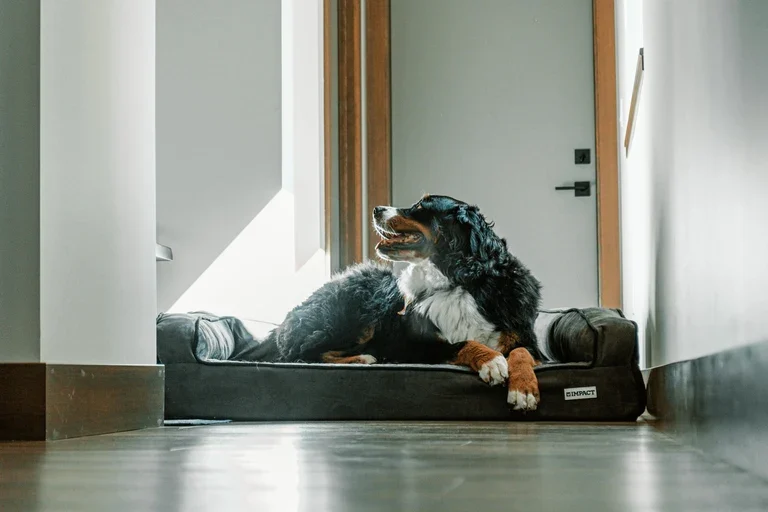 Flat, Bolster or Donut? Picking the Right Support