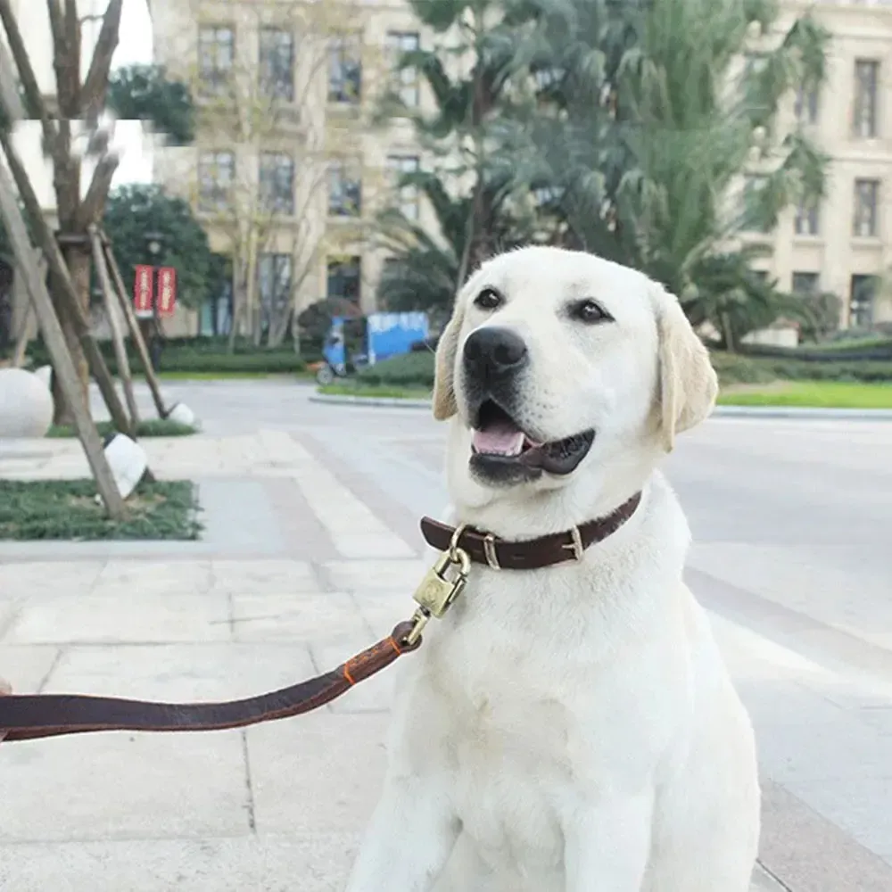 Genuine Leather Dog Collar 5