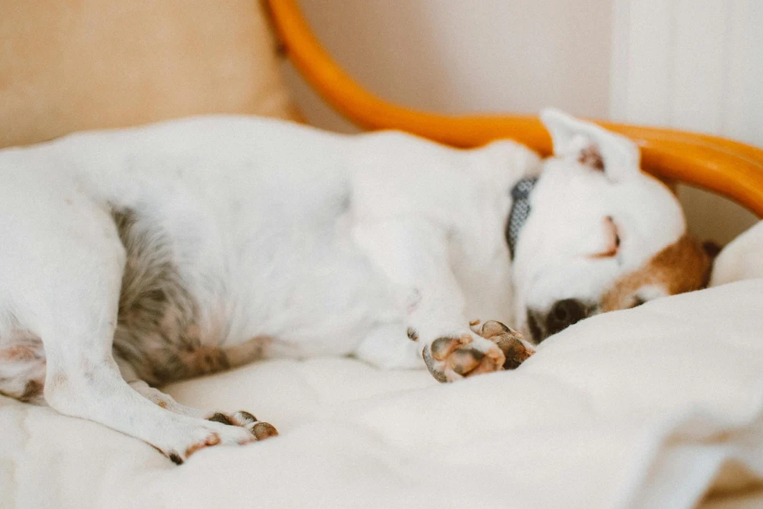 How Long Is a Dog Pregnant?