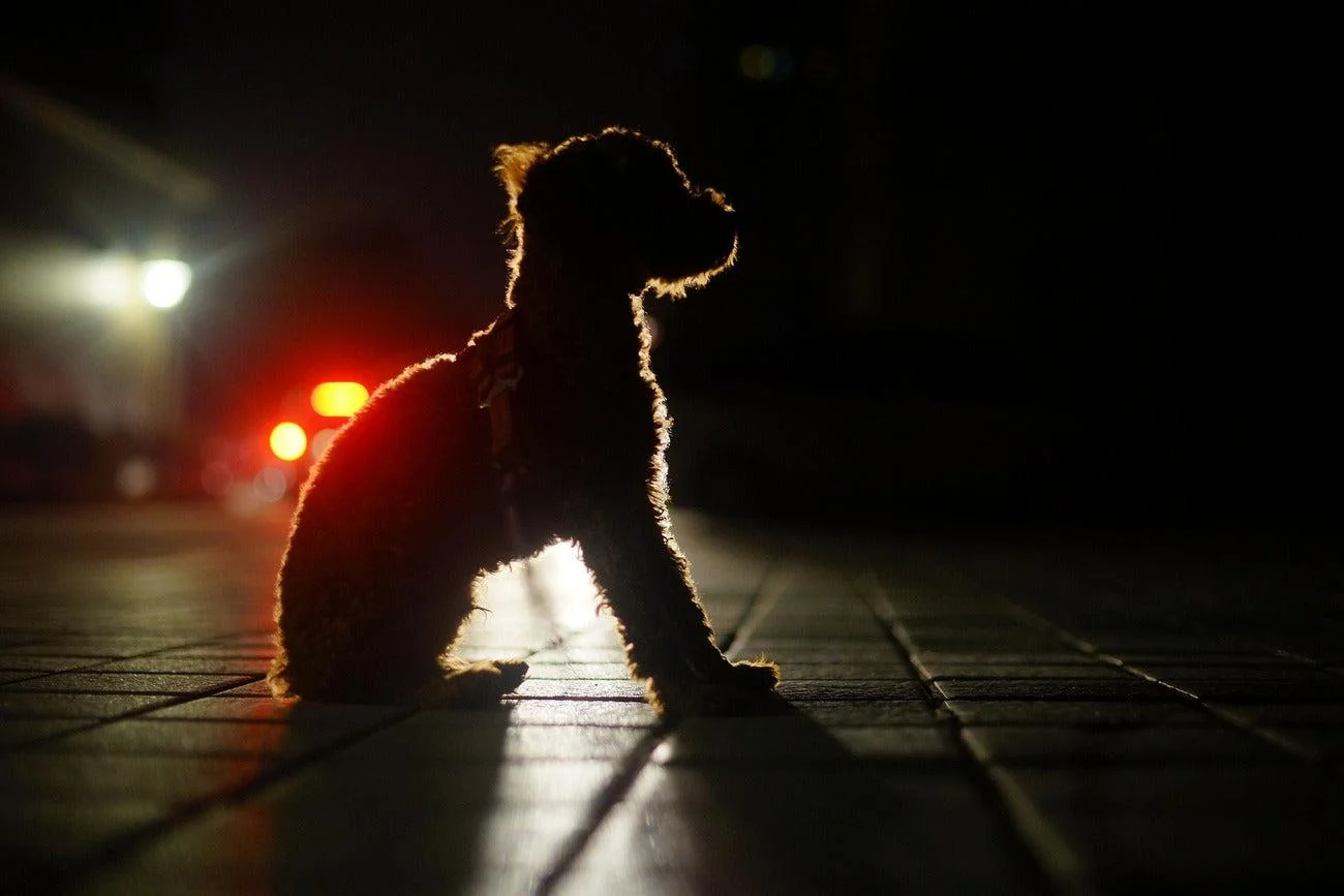 How to Keep Your Dog Visible on Winter Walks
