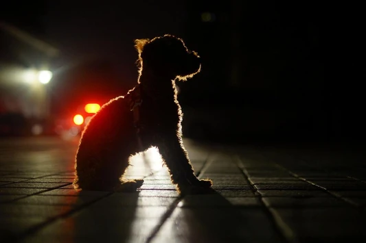 How to Keep Your Dog Visible on Winter Walks