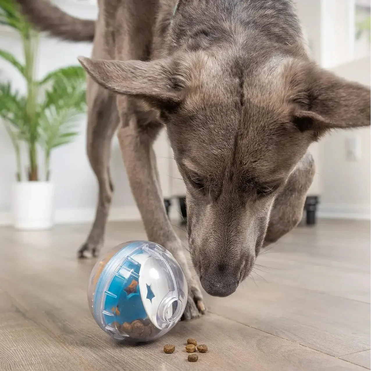 IQ Treat Ball Dog Toy