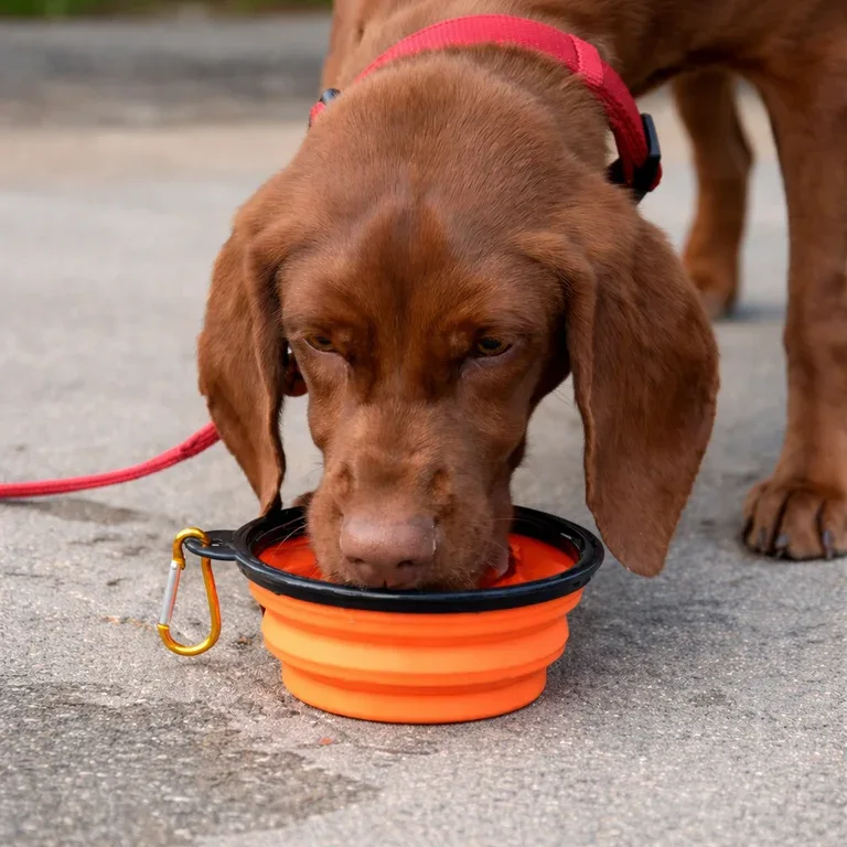 Portable Collapsible Travel Silicone Dog Water & Food Bowl