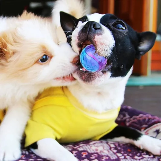 Squeaky Bouncy Dog Ball