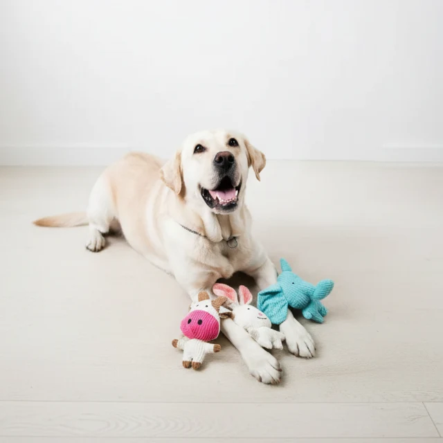 Squeaky Cow Chew Dog Toy 4